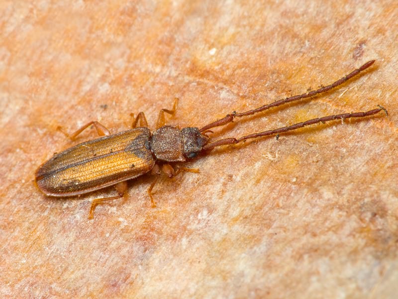 Uleiota planata (Linnaeus, 1761)